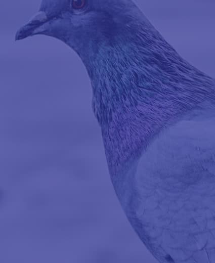 Racing pigeon portrait